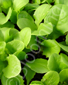 Lactuca quercina 'Emerald Oakleaf'